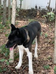Reunited Male Dog last seen Robinson church rd, Charlotte, NC 28215