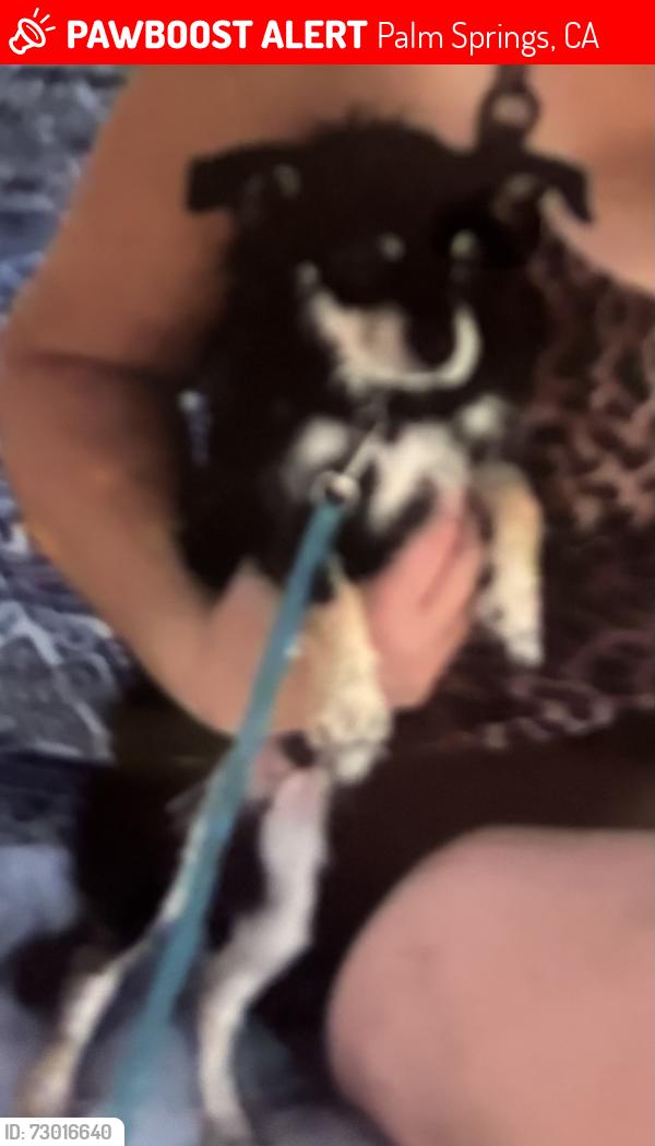 Lost Male Dog last seen Indian canyon, Palm Springs, CA 92262