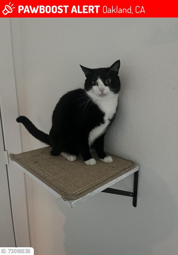 Lost Female Cat last seen Exxon across the street , Oakland, CA 94608