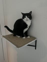 Lost Female Cat last seen Exxon across the street , Oakland, CA 94608