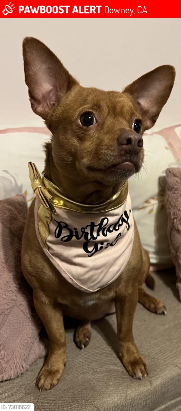 Lost Female Dog last seen Western Ave and 7th Street Downey, Downey, CA 90241