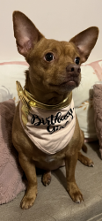 Lost Female Dog last seen Western Ave and 7th Street Downey, Downey, CA 90241