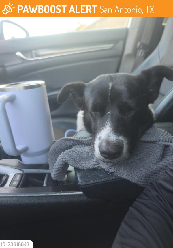 Found/Stray Male Dog last seen St Helena church, San Antonio, TX 78217