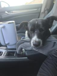 Found/Stray Male Dog last seen St Helena church, San Antonio, TX 78217