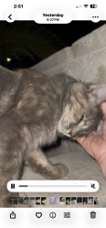 Found/Stray Unknown Cat last seen Smoke Ranch and Peak, Las Vegas, NV 89108