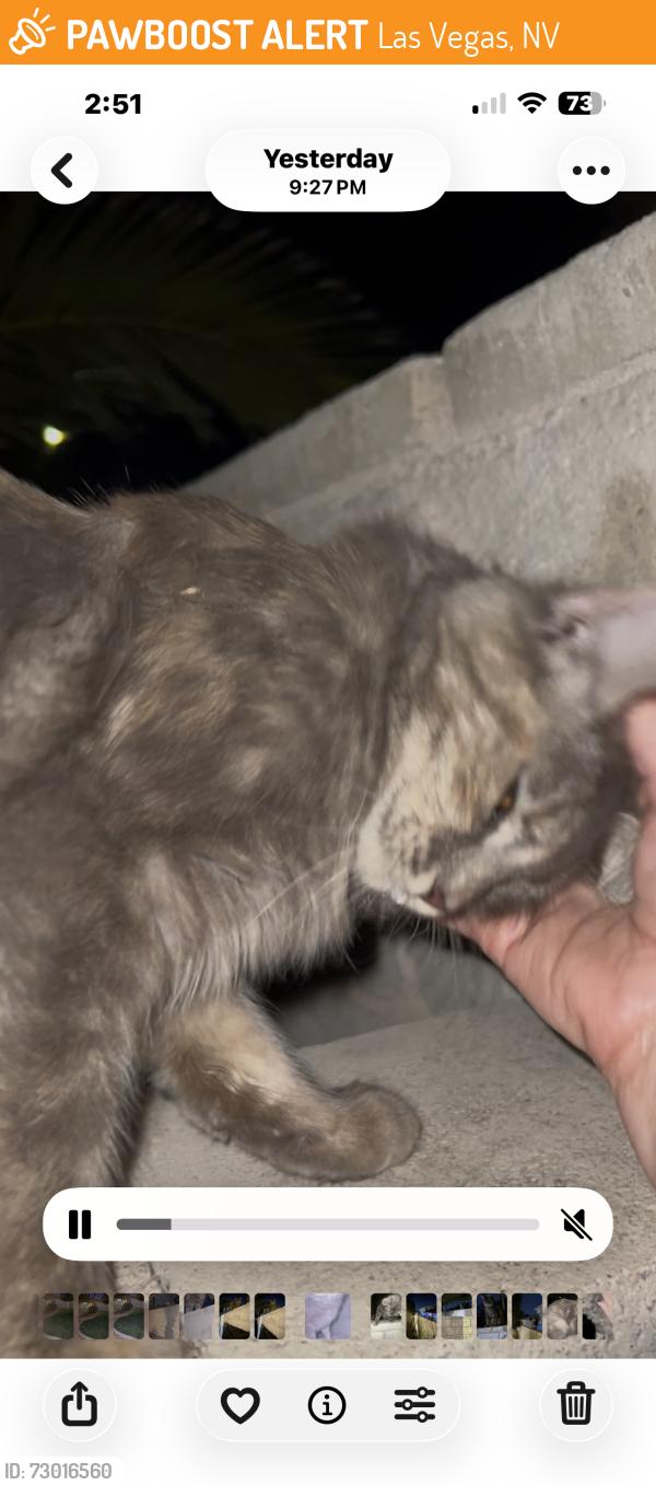 Found/Stray Unknown Cat last seen Smoke Ranch and Peak, Las Vegas, NV 89108