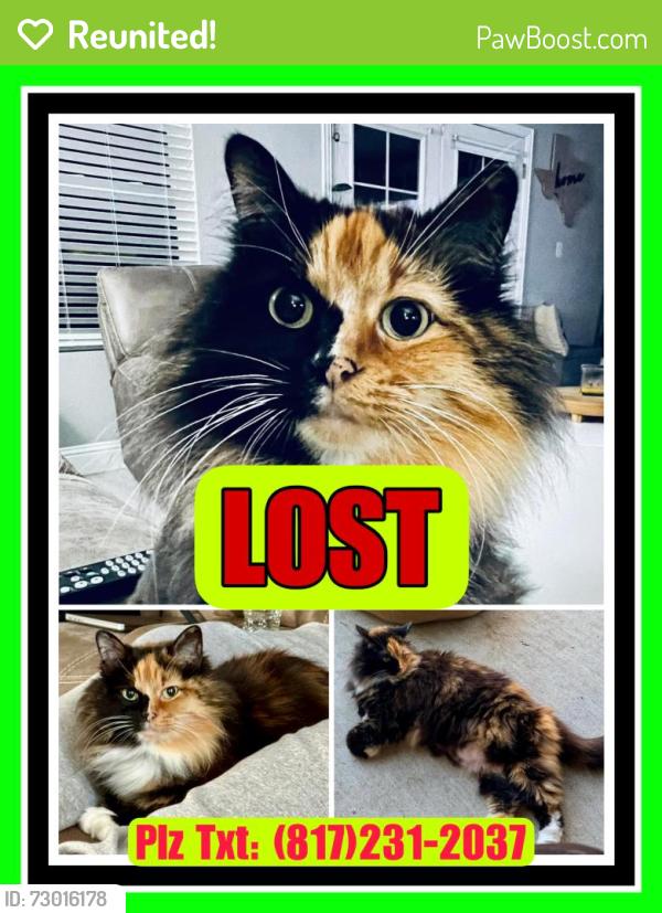 Reunited Female Cat last seen Bowen & California , Arlington, TX 76015