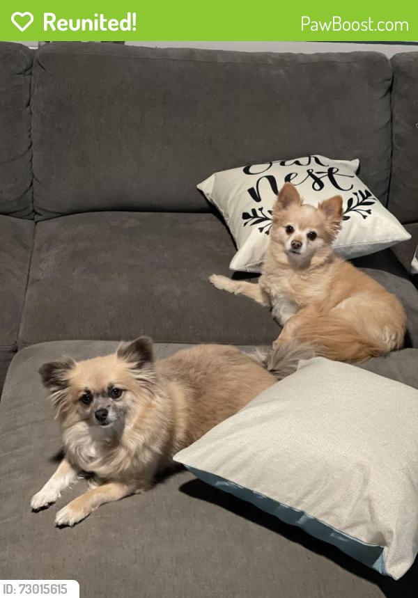 Reunited Male Dog last seen 9th view street , Norfolk, VA 23503