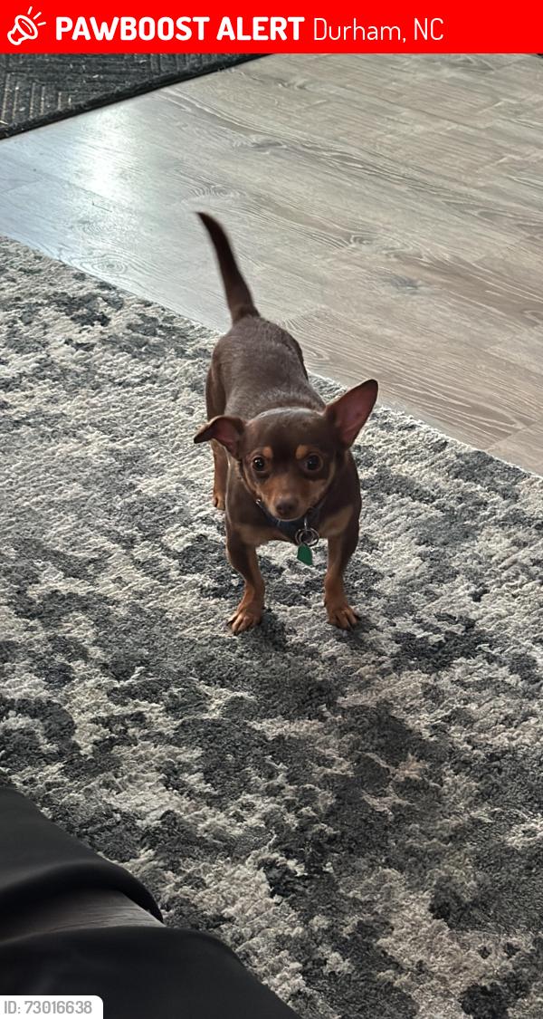 Lost Male Dog last seen Alston ave, Durham, NC 27707