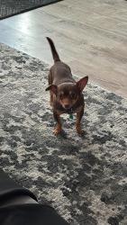 Lost Male Dog last seen Alston ave, Durham, NC 27707