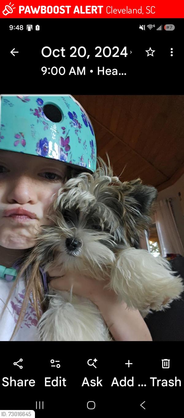 Lost Male Dog last seen Near durago pl, Cleveland, SC 29635