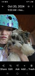 Lost Male Dog last seen Near durago pl, Cleveland, SC 29635