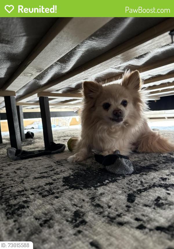 Reunited Male Dog last seen Captain’s Quarters , Norfolk, VA 23503