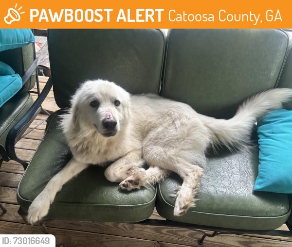 Found/Stray Female Dog last seen Martin Ward Rd. Tunnel Hill. , Catoosa County, GA 30755