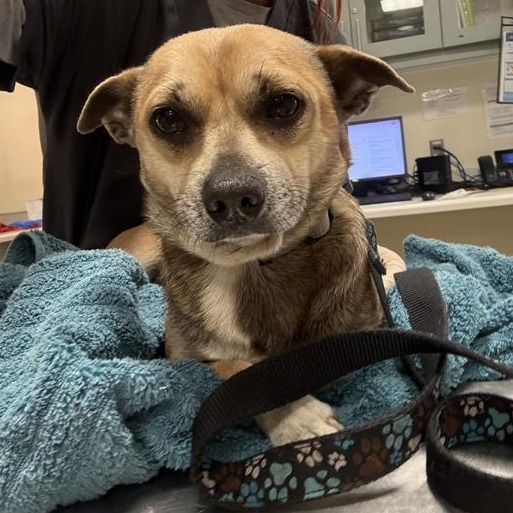 Shelter Stray Male Dog last seen , 8464 Beach Blvd, Jacksonville, FL 32216, USA