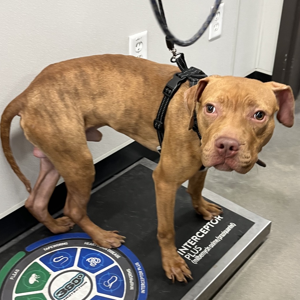 Shelter Stray Male Dog last seen , 3607 N Armenia Ave, Tampa, FL 33607, USA