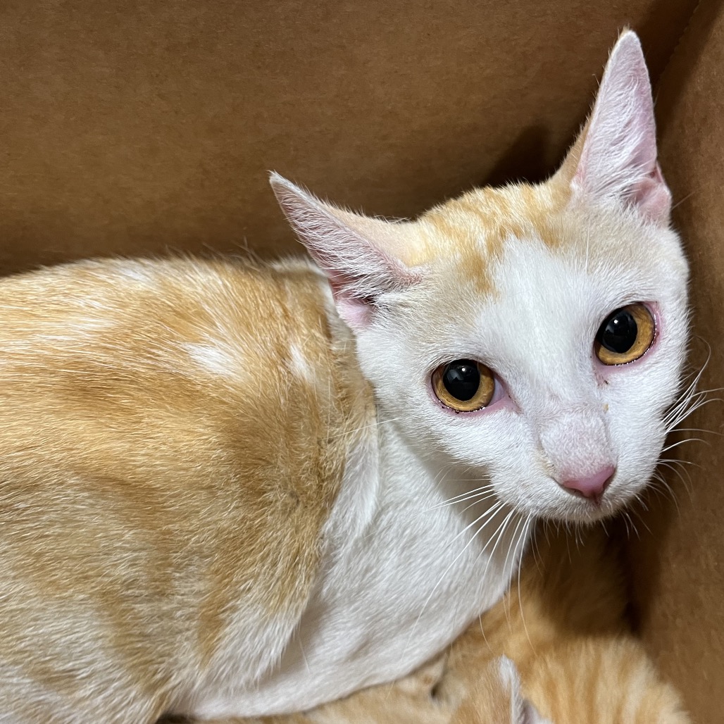 Shelter Stray Female Cat last seen , 3607 N Armenia Ave, Tampa, FL 33607, USA