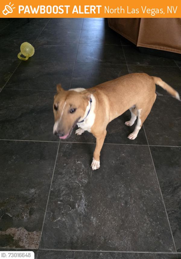 Found/Stray Female Dog last seen Ann and Donna, North Las Vegas, NV 89081