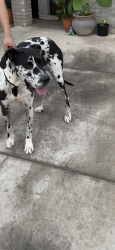 Found/Stray Female Dog last seen Near, San Antonio, TX 78254