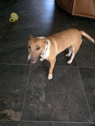 Found/Stray Female Dog last seen Ann and Donna, North Las Vegas, NV 89081