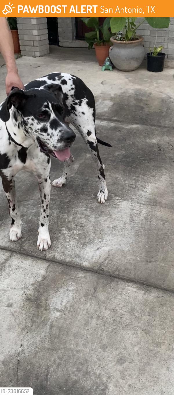 Found/Stray Female Dog last seen Near, San Antonio, TX 78254