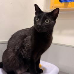 Shelter Stray Male Cat last seen , 3607 N Armenia Ave, Tampa, FL 33607, USA