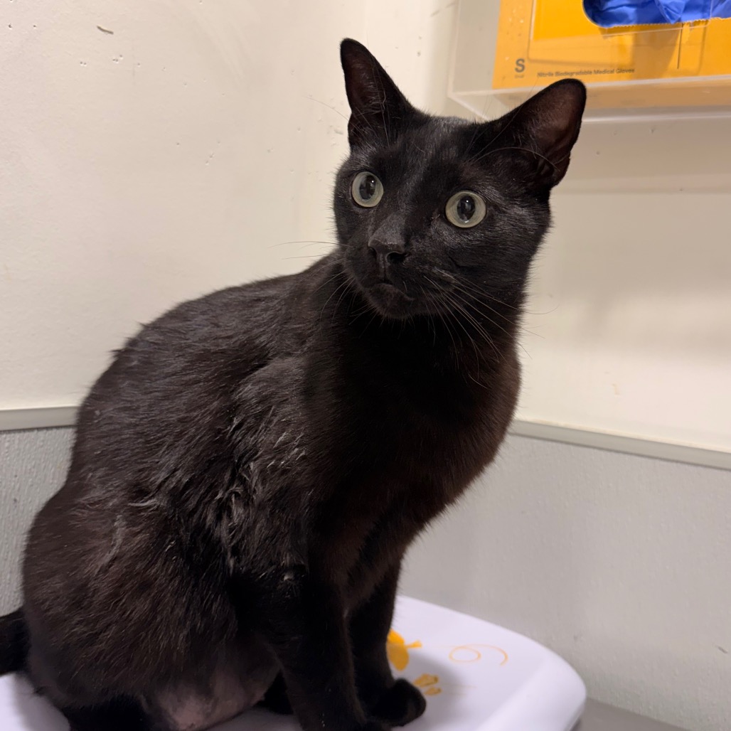 Shelter Stray Male Cat last seen , 3607 N Armenia Ave, Tampa, FL 33607, USA