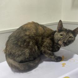 Shelter Stray Female Cat last seen , 3607 N Armenia Ave, Tampa, FL 33607, USA