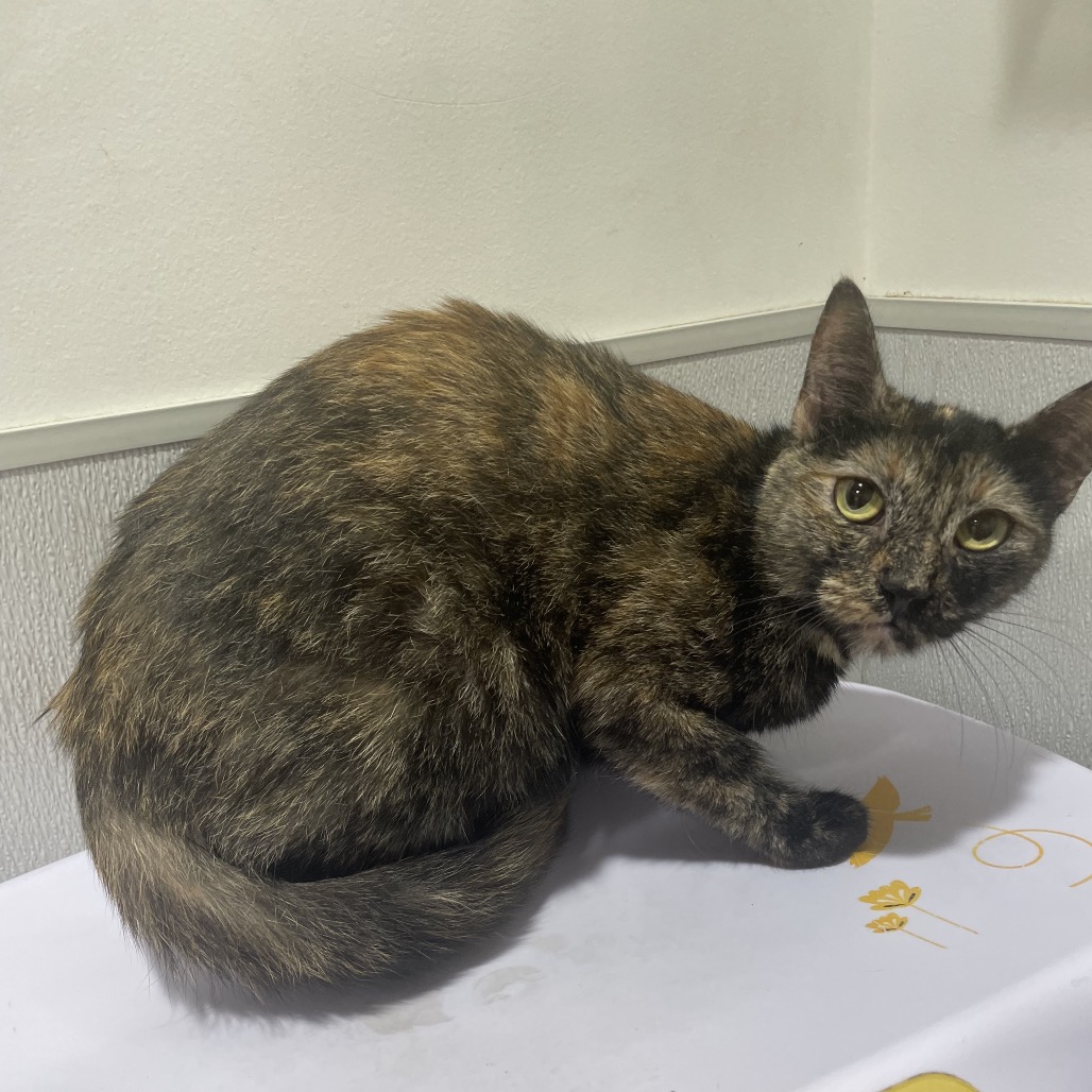 Shelter Stray Female Cat last seen , 3607 N Armenia Ave, Tampa, FL 33607, USA