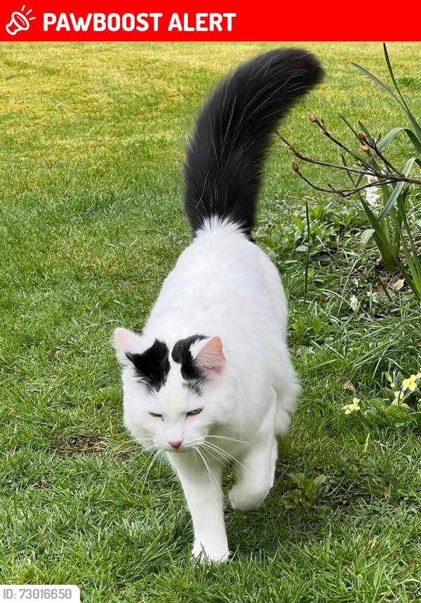 Lost Male Cat last seen St Denys Church, Chilworth, England SO16 7JP
