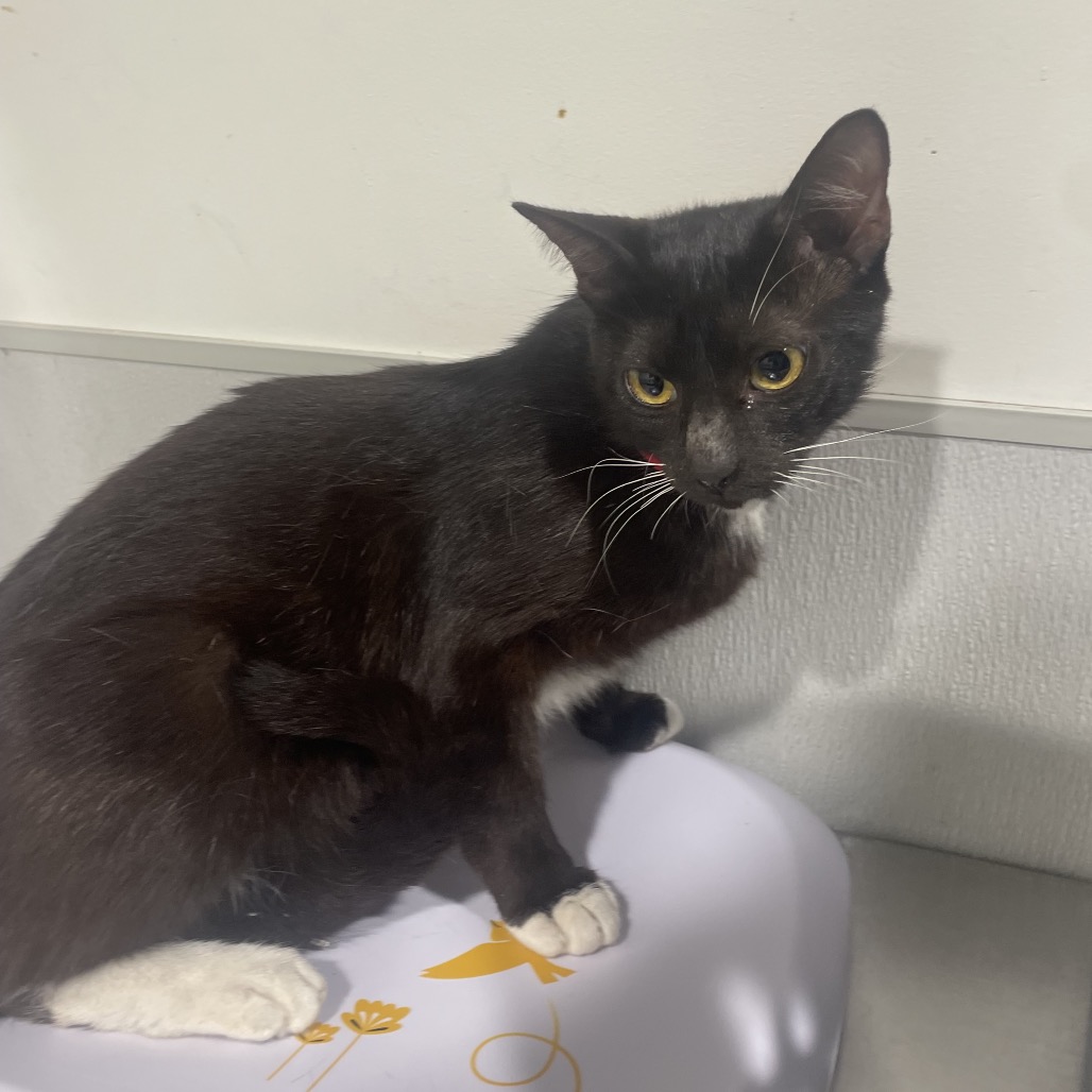Shelter Stray Female Cat last seen , 3607 N Armenia Ave, Tampa, FL 33607, USA