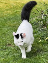 Lost Male Cat last seen St Denys Church, Chilworth, England SO16 7JP