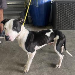Shelter Stray Male Dog last seen , 3607 N Armenia Ave, Tampa, FL 33607, USA
