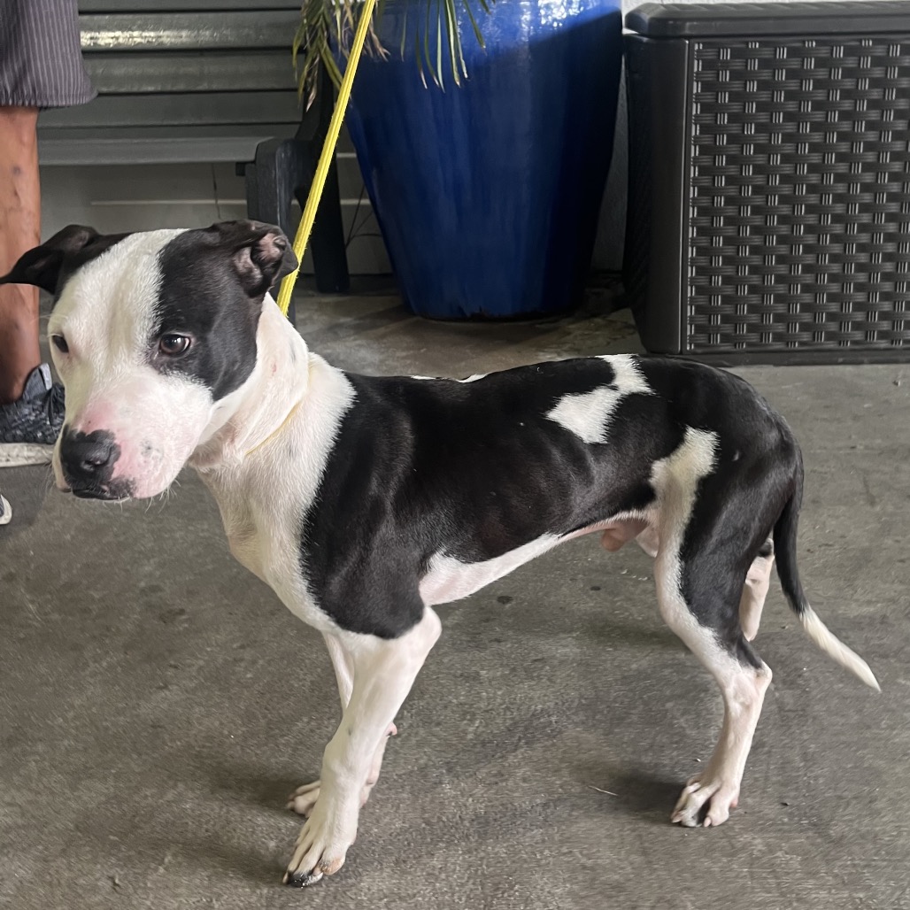 Shelter Stray Male Dog last seen , 3607 N Armenia Ave, Tampa, FL 33607, USA