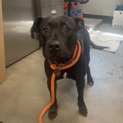 Shelter Stray Female Dog last seen , 3607 N Armenia Ave, Tampa, FL 33607, USA