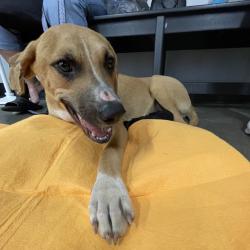 Shelter Stray Male Dog last seen , 3607 N Armenia Ave, Tampa, FL 33607, USA