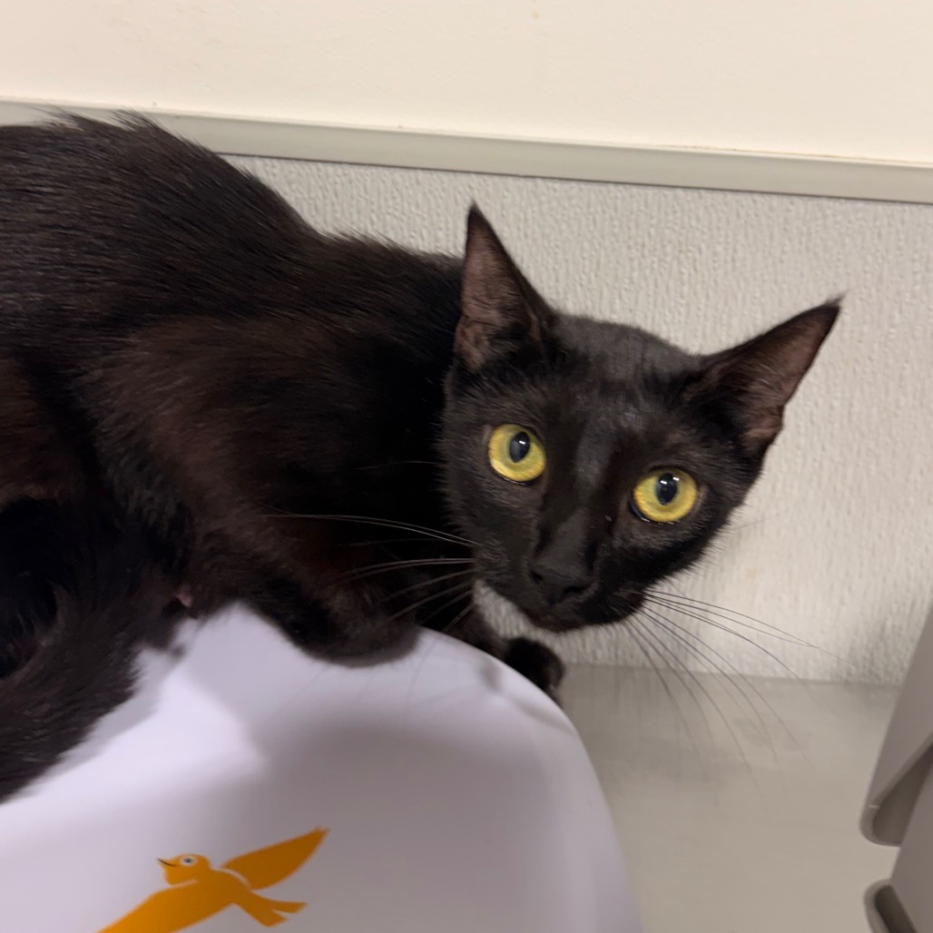 Shelter Stray Female Cat last seen , 3607 N Armenia Ave, Tampa, FL 33607, USA