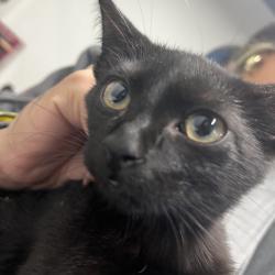 Shelter Stray Female Cat last seen , 3607 N Armenia Ave, Tampa, FL 33607, USA