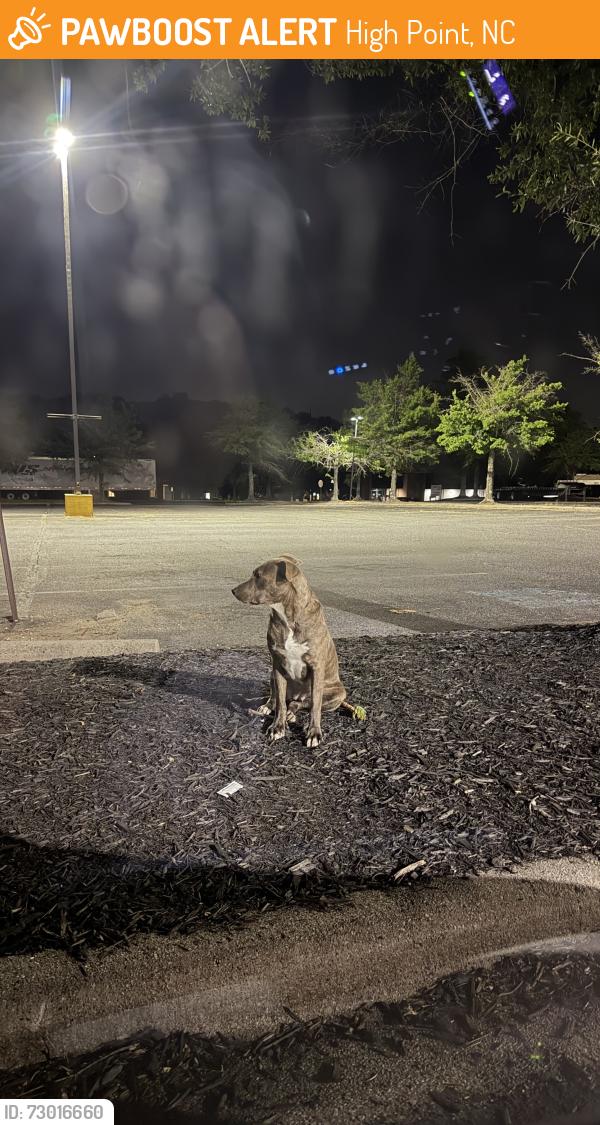 Found/Stray Unknown Dog last seen Close of dollar general Phillips ave, High Point, NC 27262