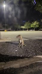 Found/Stray Unknown Dog last seen Close of dollar general Phillips ave, High Point, NC 27262