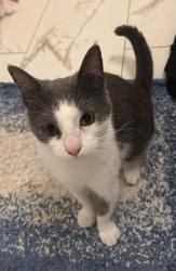 Found/Stray Unknown Cat last seen Ward Circle Park , Washington, DC 20016