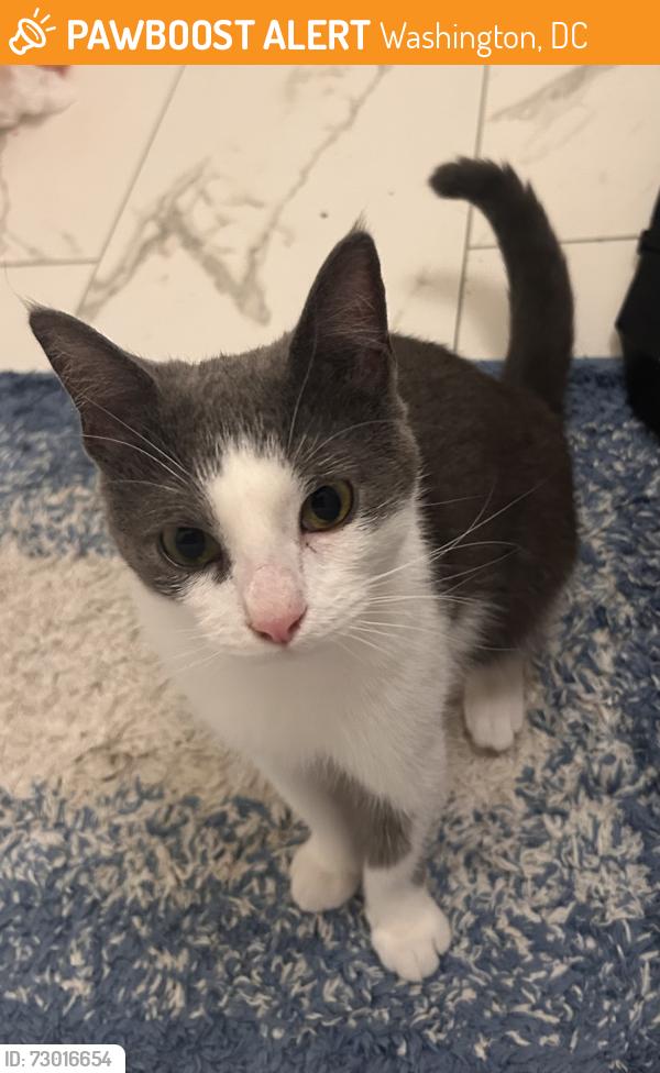 Found/Stray Unknown Cat last seen Ward Circle Park , Washington, DC 20016