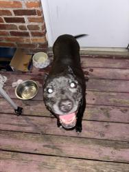 Found/Stray Unknown Dog last seen Michael Edward and Fairground Rd, Louisville, KY 40291