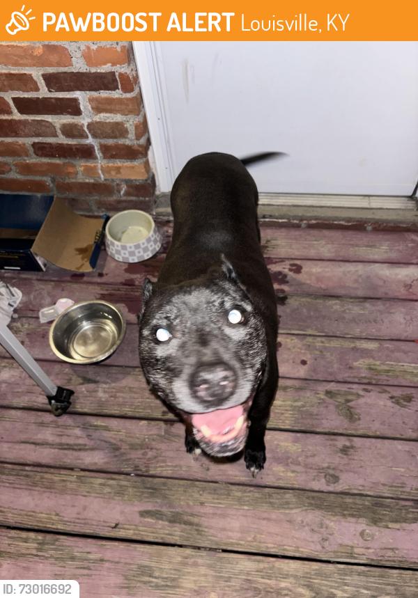 Found/Stray Unknown Dog last seen Michael Edward and Fairground Rd, Louisville, KY 40291