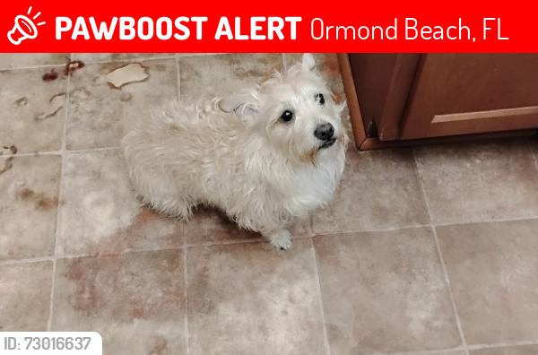Lost Male Dog last seen Nova Road and Fleming; Pet Paradise/VCA Animal hosp, Ormond Beach, FL 32174