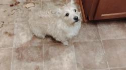 Lost Male Dog last seen Nova Road and Fleming; Pet Paradise/VCA Animal hosp, Ormond Beach, FL 32174
