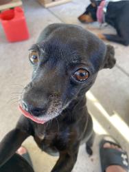Lost Female Dog last seen Abbott, South Gate, CA 90280