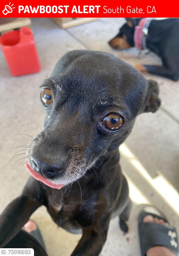 Lost Female Dog last seen Abbott, South Gate, CA 90280