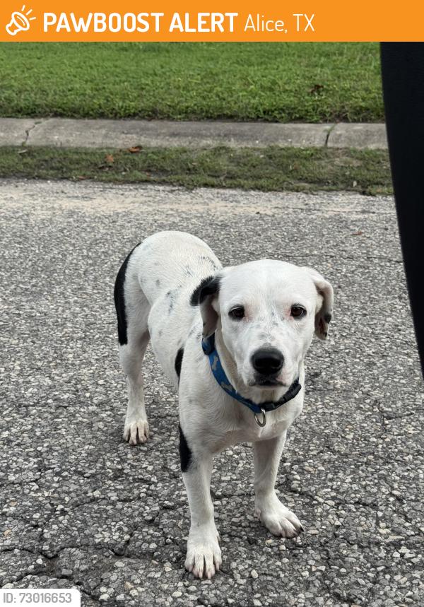 Found/Stray Female Dog last seen Roosevelt Drive and Texas Blvd, Alice, TX 78332