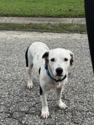 Found/Stray Female Dog last seen Roosevelt Drive and Texas Blvd, Alice, TX 78332